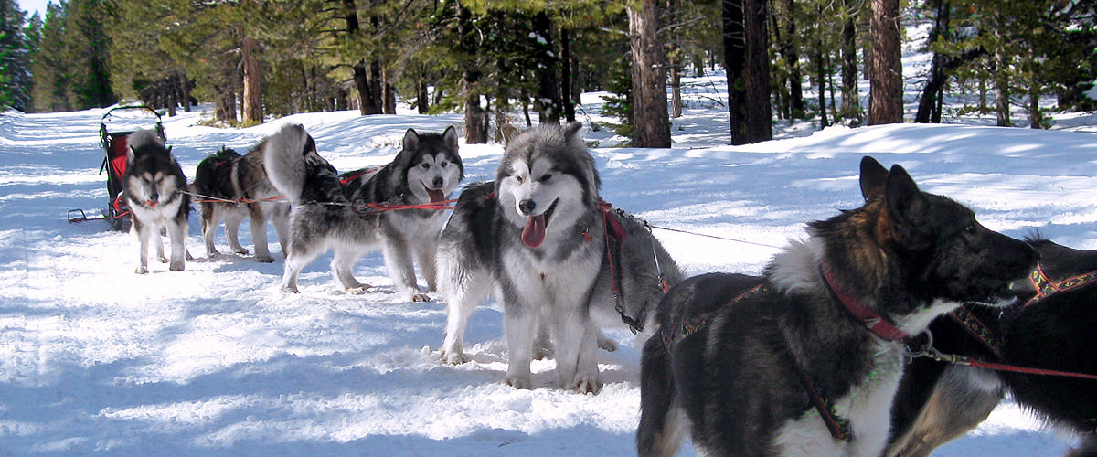 Alaskan Malamute sled dogs, health-tested, quality puppies, Snowlion Kennels