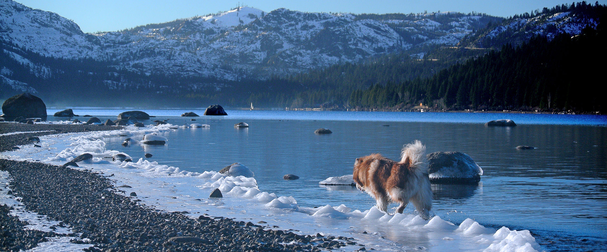 Alaskan Malamutes, Snowlion Kennels, Quality AKC registered Alaskan Malamute family pets