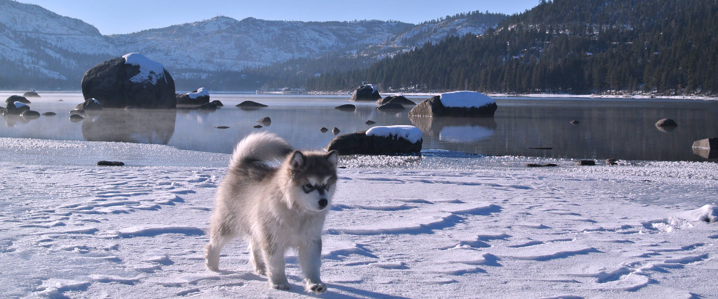 Beautiful Alaskan Malamute puppies, registered, healthy malamutes family pets, working dogs