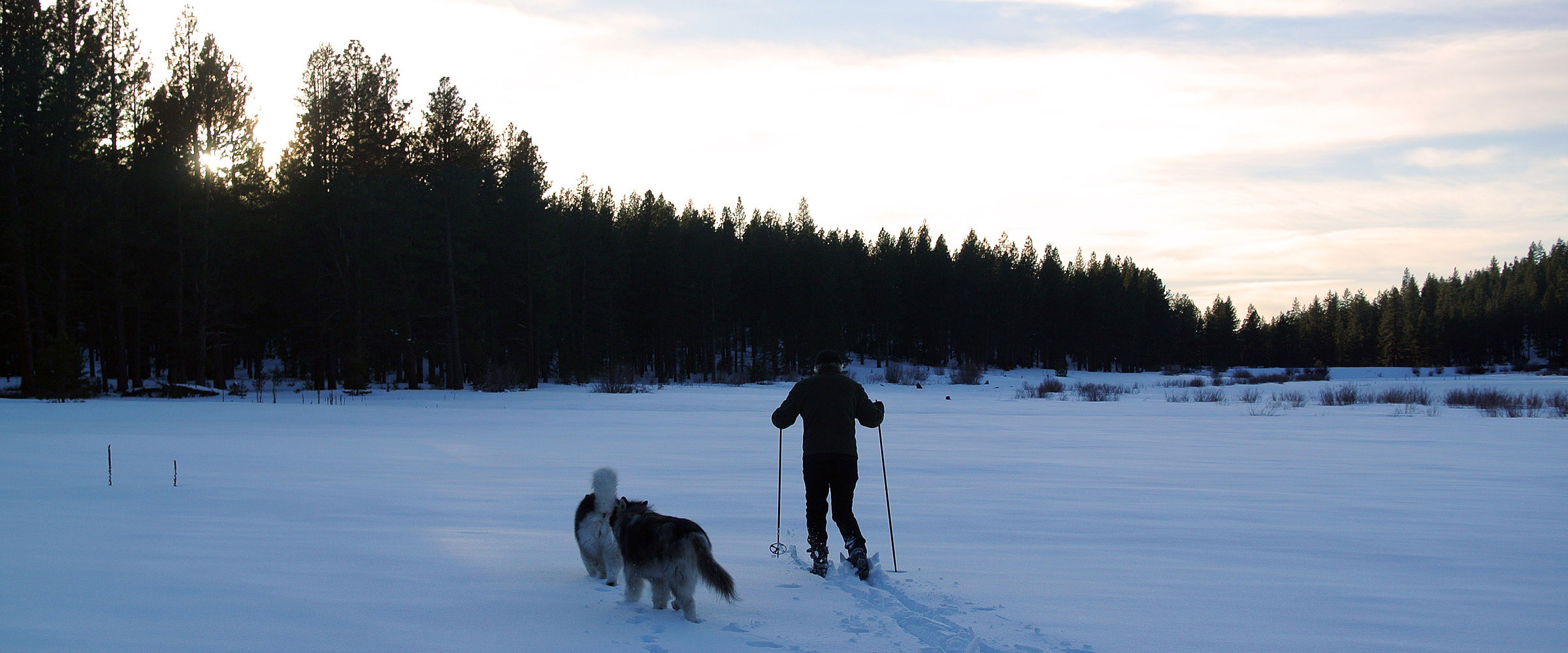 Skijorring, Alaskan Malamutes, Snowlion quality malamute puppies, family pets