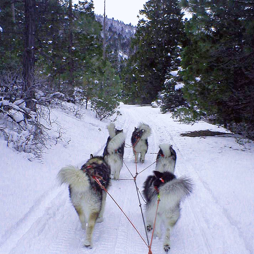 Alaskan Malamute Sled Dogs Akc Purebred Registered Snowlion Snowlion Alaskan Malamutes Working Team Dogs Sled