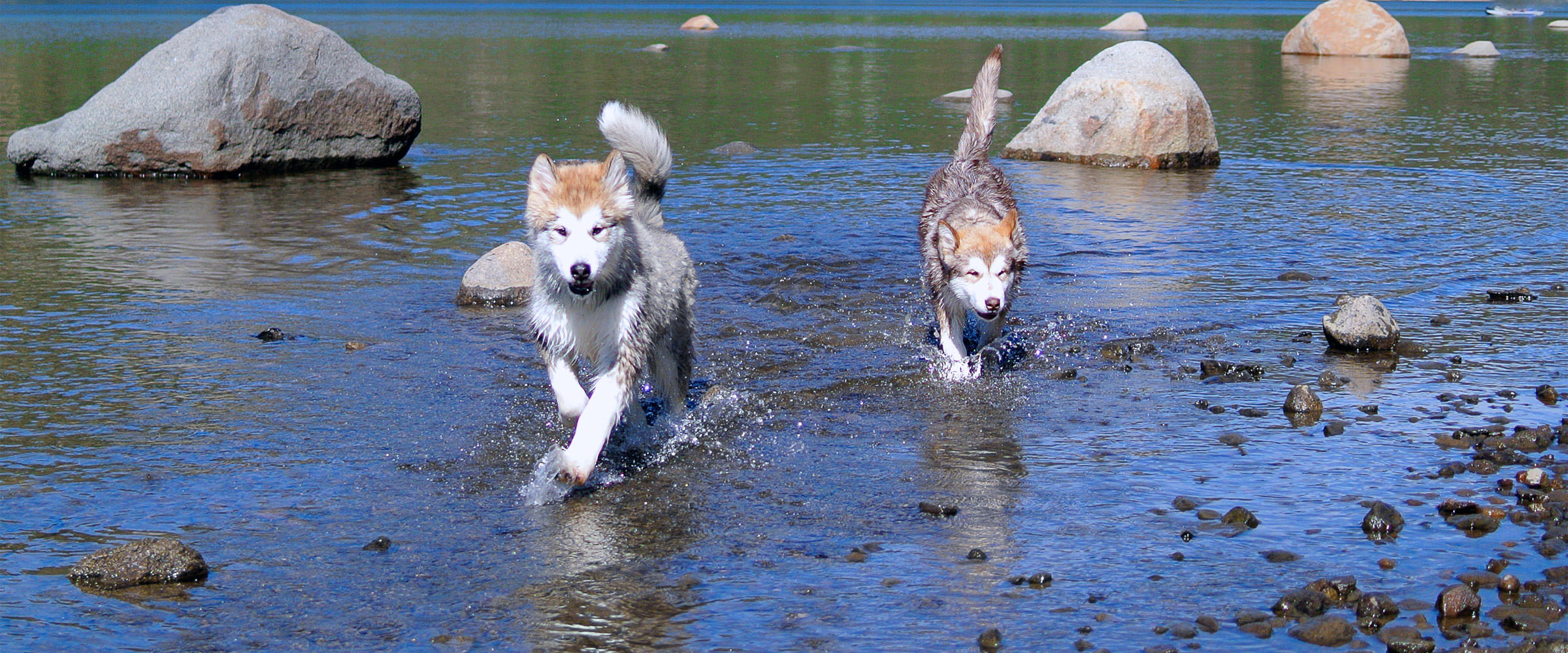 Two Snowlion alaskan malamute puppy girls at a lake