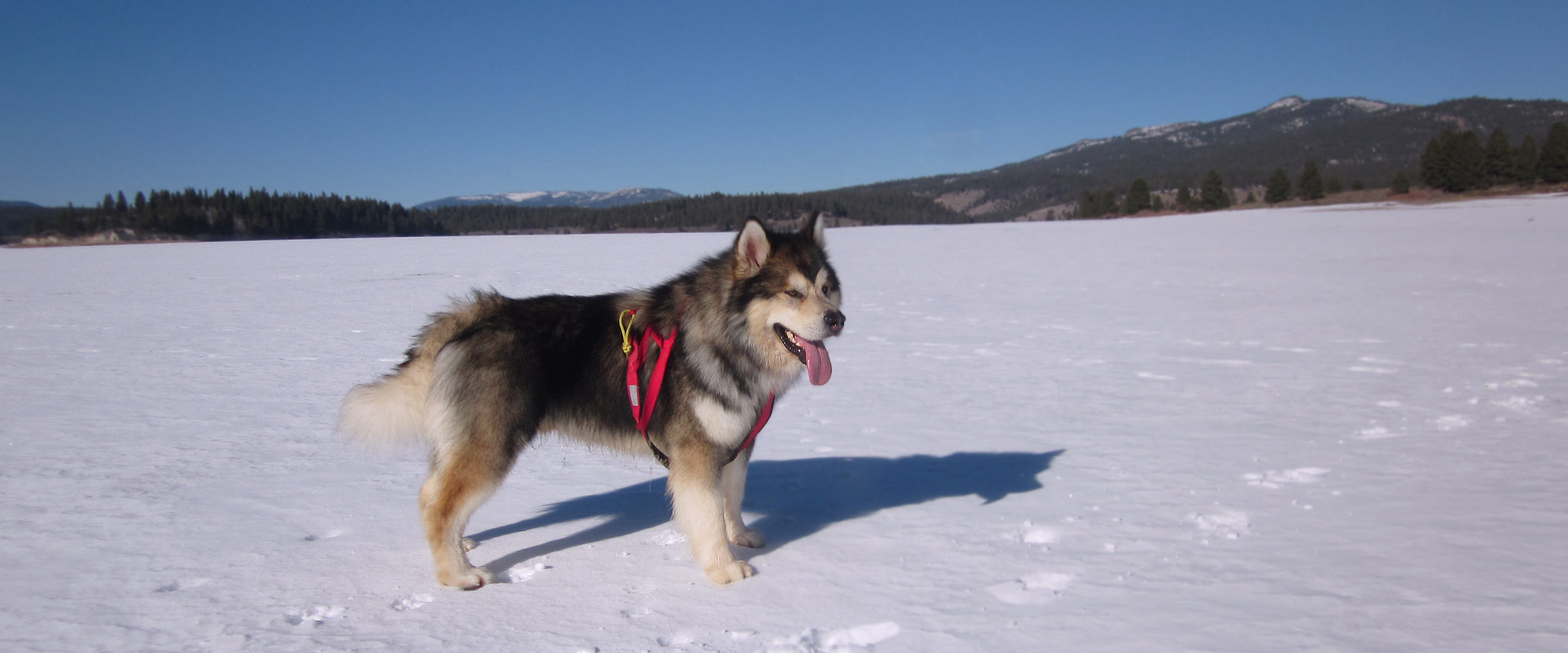 Ch Jake Snowlion Alaskan Malamute frozen sire stud dog