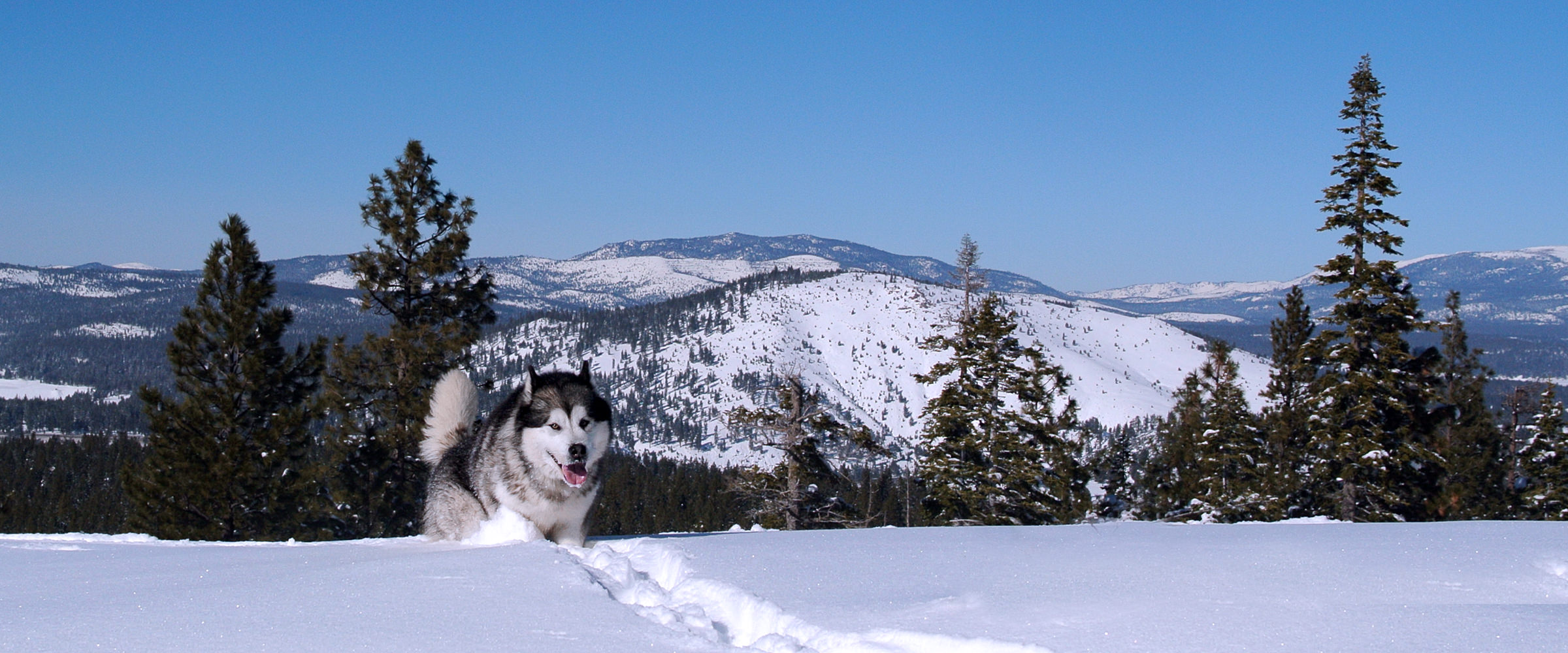 Gray & white Chase Alaskan Malamute stud dog at Snowlion