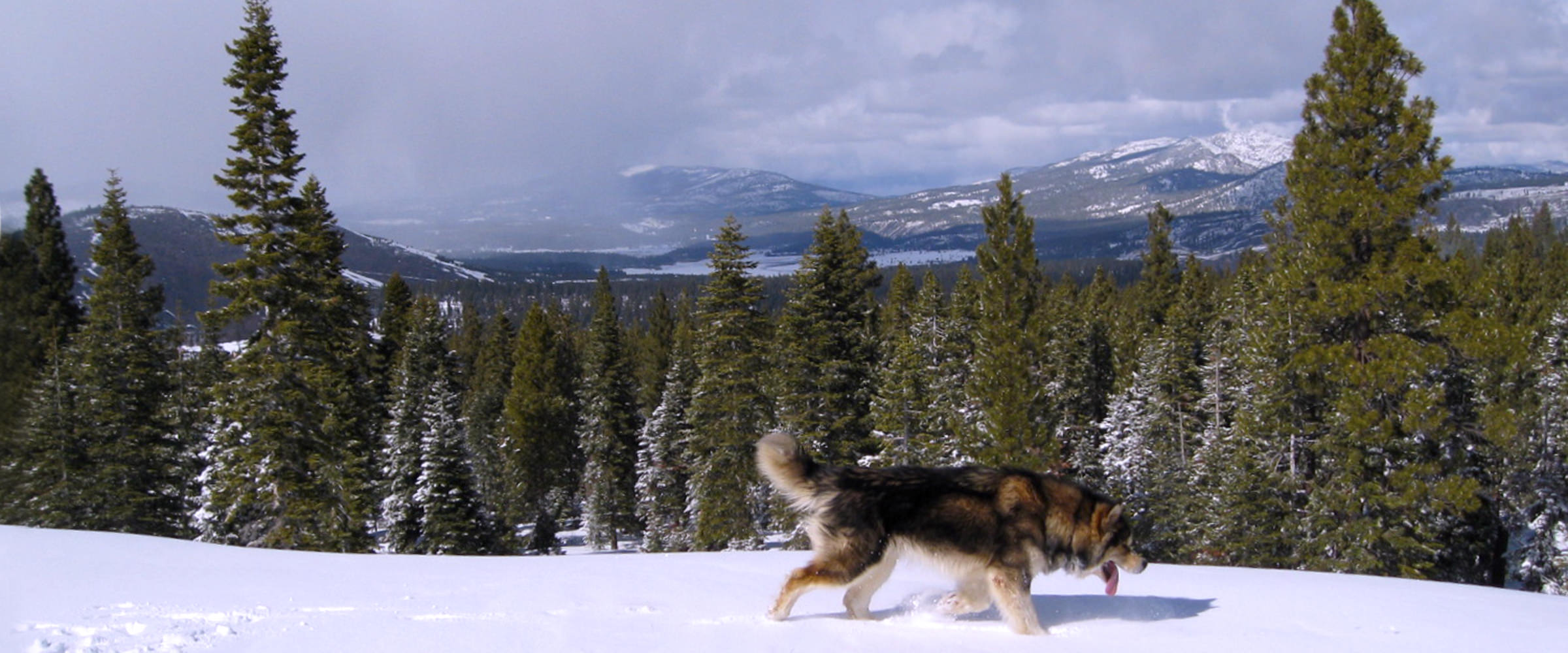 Ch Logan Snowlion Alaskan Malamute Stud Dogs