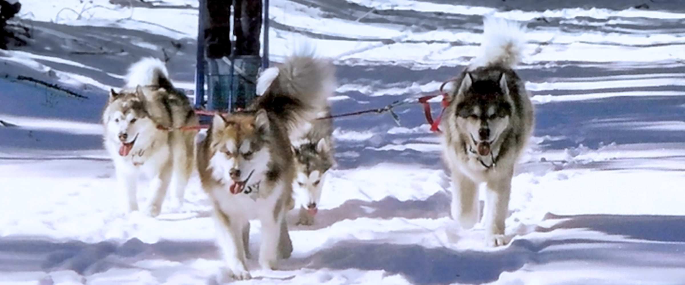 Champion Sled team, frozen sire Zzombe at Snowlion Kennels
