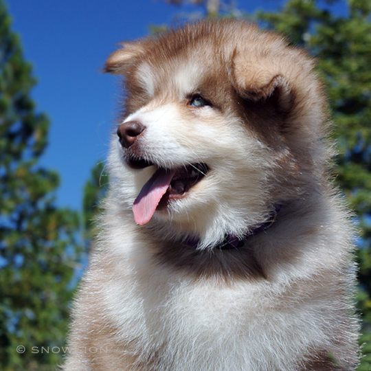 red and white malamute