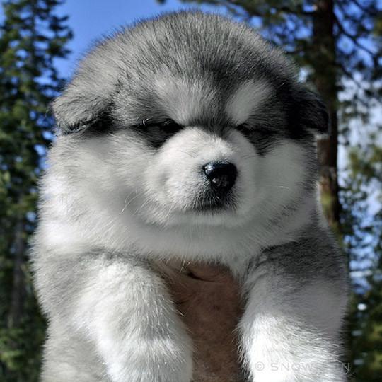 malamute puppy