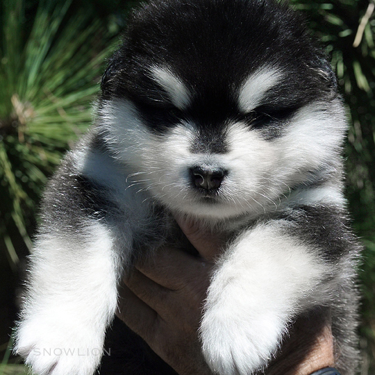 African malamute hot sale