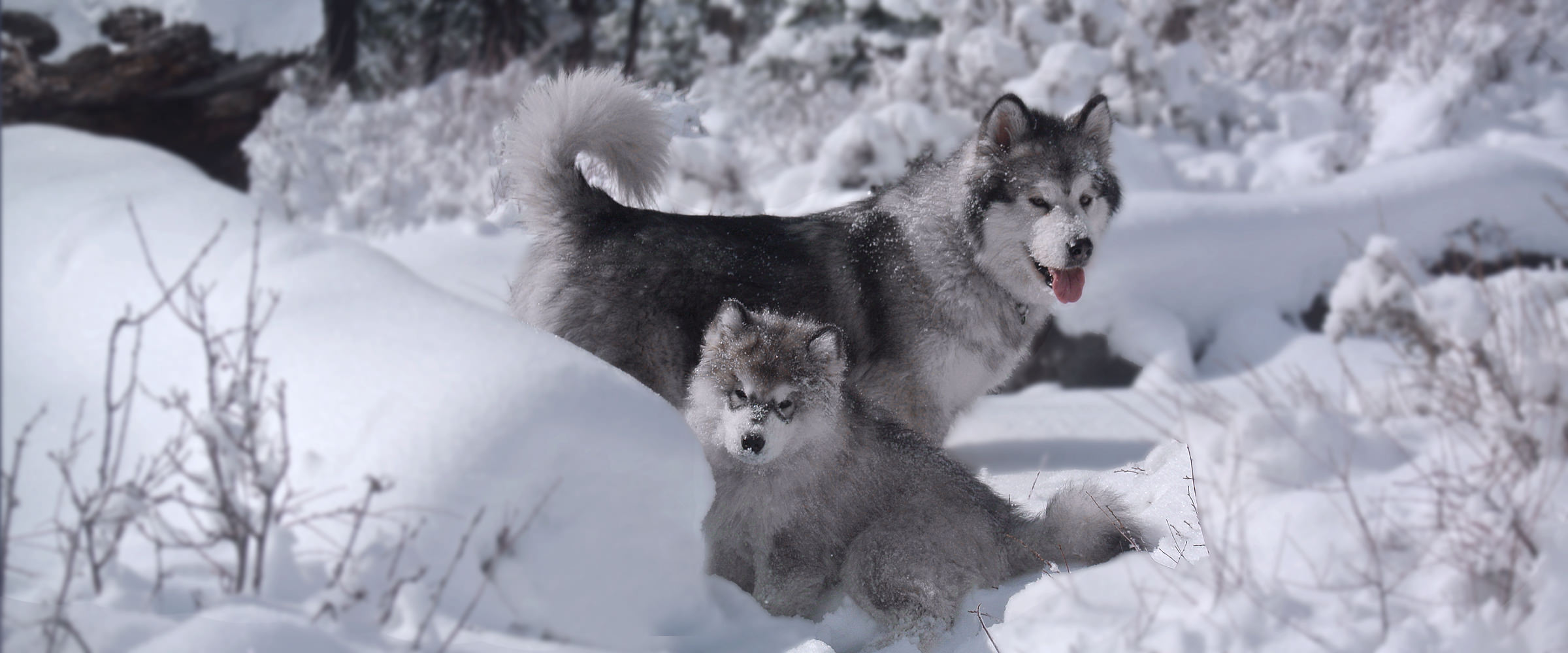 Quality Alaskan Malamute puppies, AKC registered Malamute pets