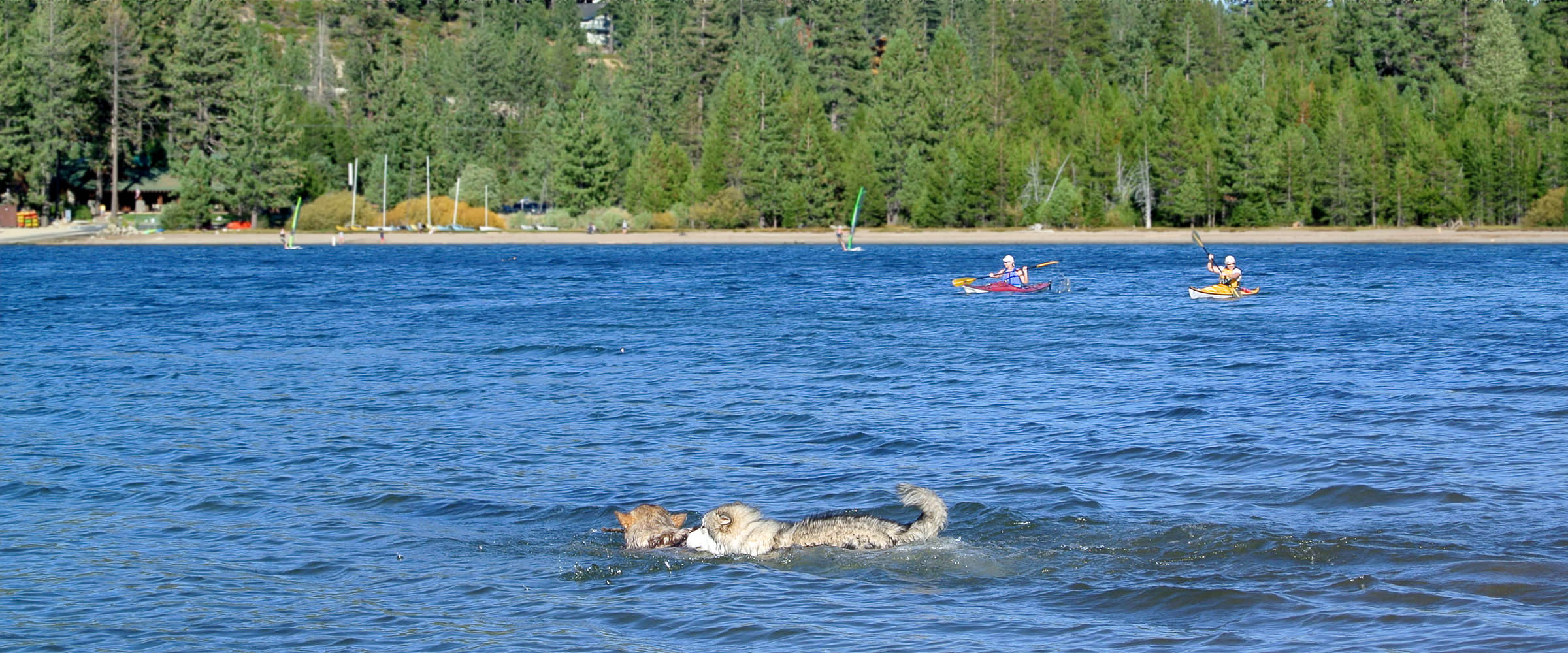 Happy, healthy Snowlion Alaskan Malamute puppies swimming at the lake