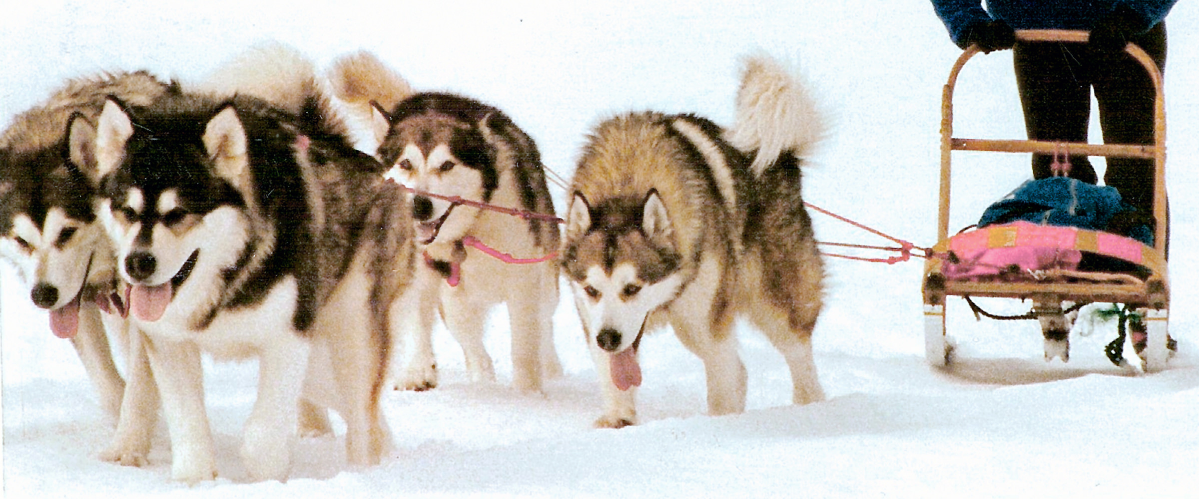 Our first Alaskan Malamute team comprised of three AKC champions and Kesar