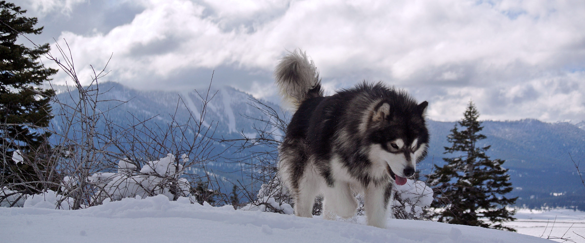 dark gray & white alaskan malamute male