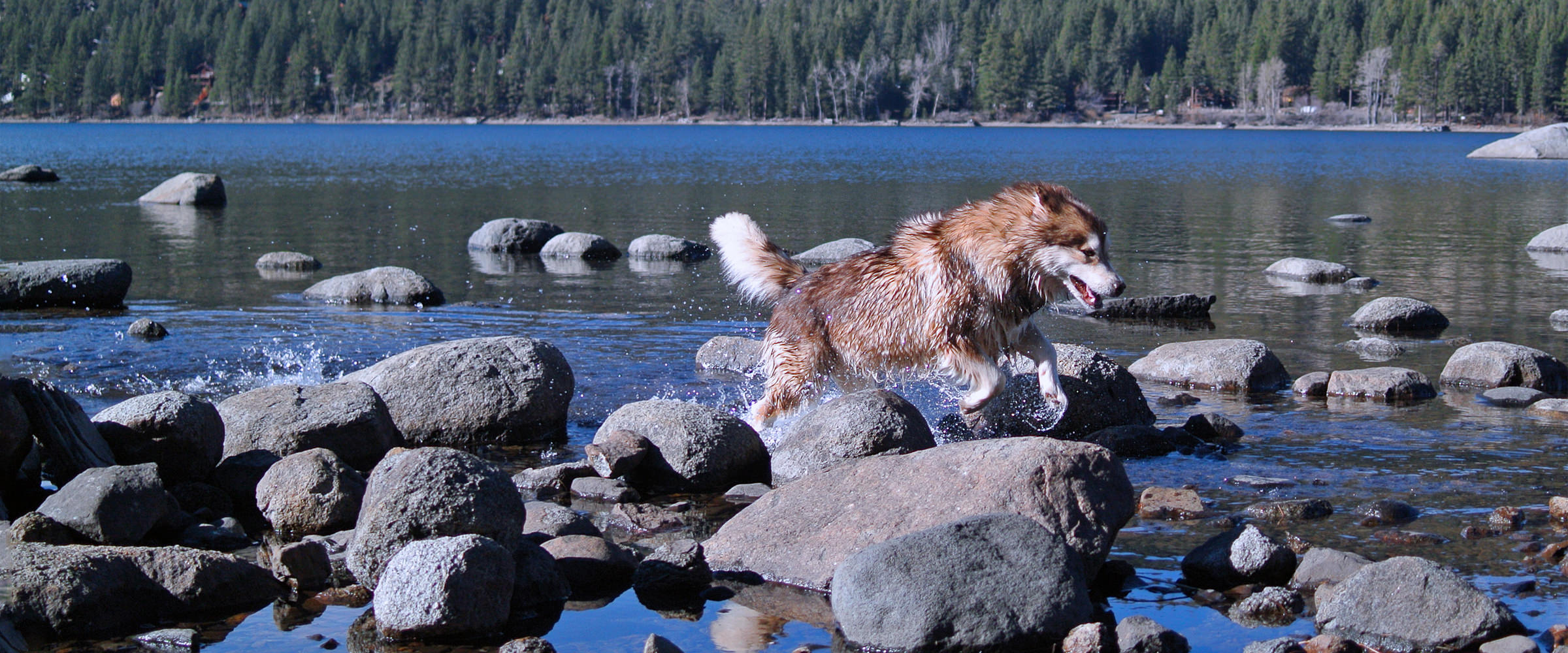 Champion red female jumping over boulders