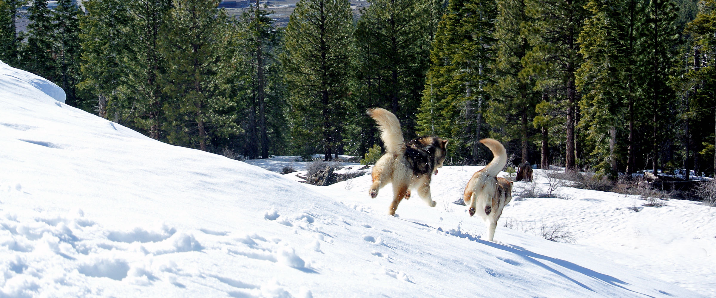 two alaskan malamutes running down hill at snowlion kennels