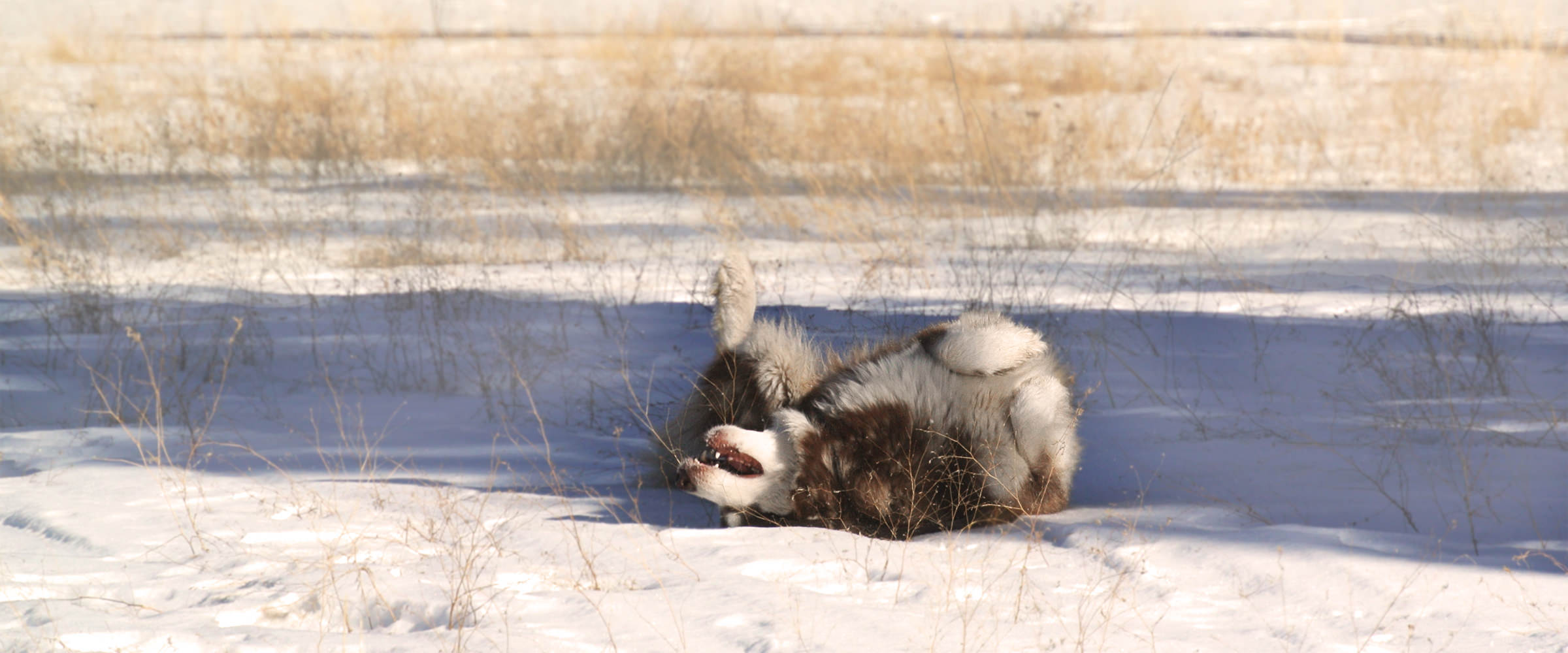 Red alaskan malamute female rolling in the snow from snowlion kennels