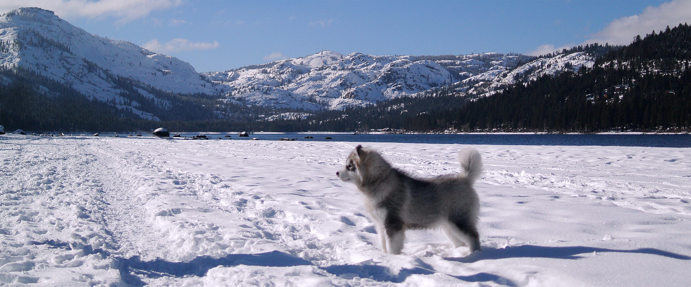 gray & white alaskan malamute puppy from Snowlion Kennels