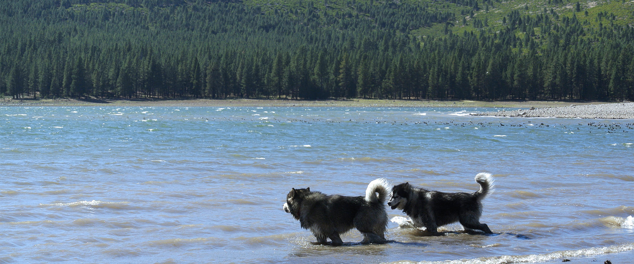 Two champion alaskan malamutes at the lake -snowlion dogs