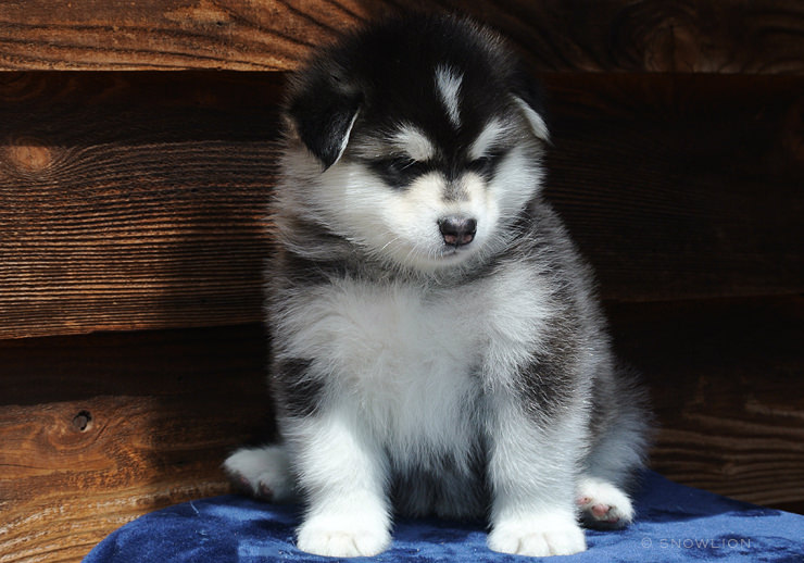 Alaskan Malamute Breed Information, Health Size Weight, Adoption ...