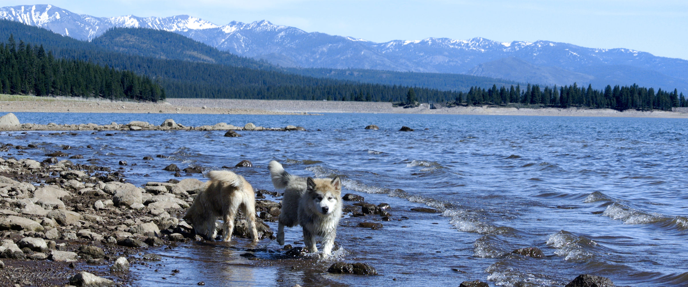 Alaskan Malamutes available for adoption through Snowlion Kennels