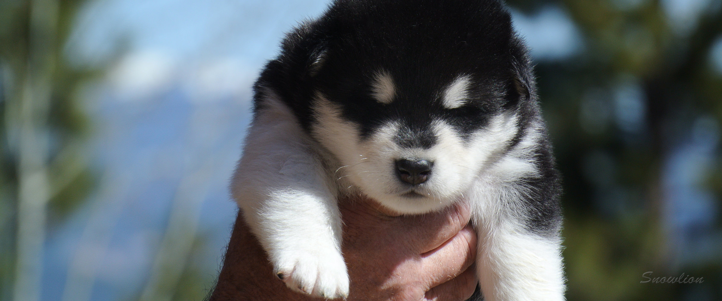 For adoption, for sale young alaskan malamutes