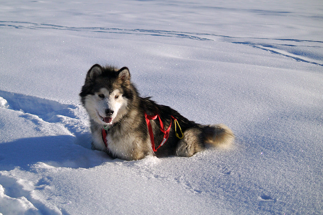 California Alaskan Malamute Breeders Daily life with