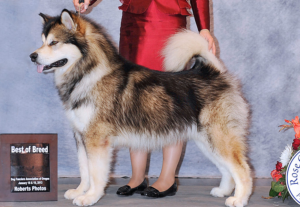 Champion Alaskan Malamutes| Alaskan Malamute Breeders California