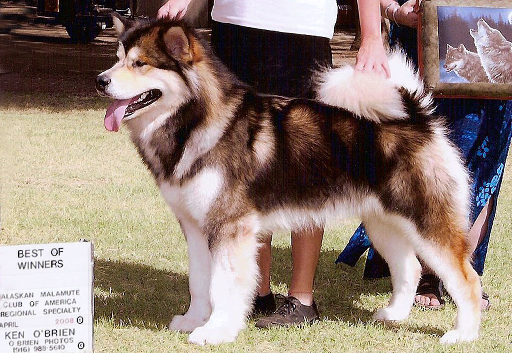 Iron best sale pride malamutes