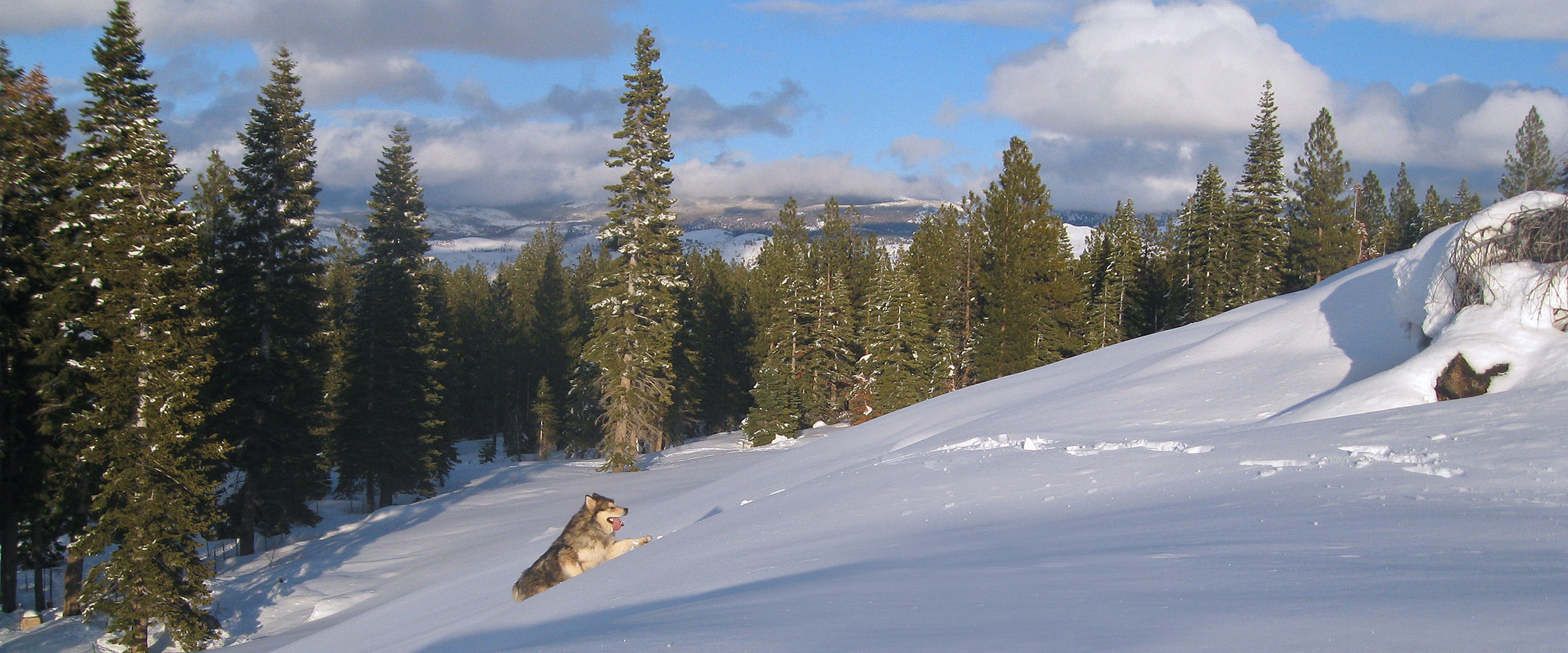 Champion male climbing snowy hill at Snowlion kennels