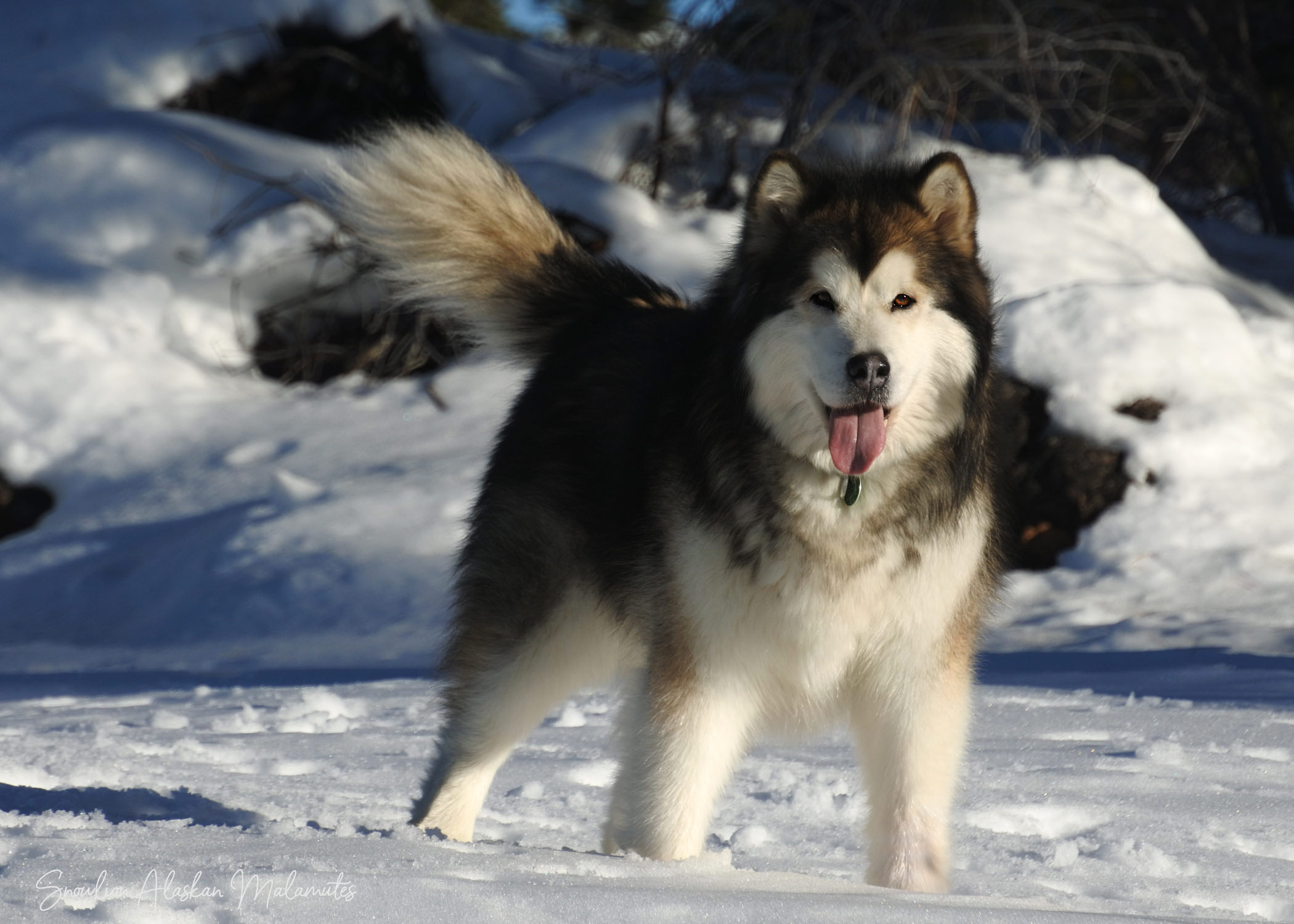 Champion Girls at Snowlion Malamutes, AKC registered California ...