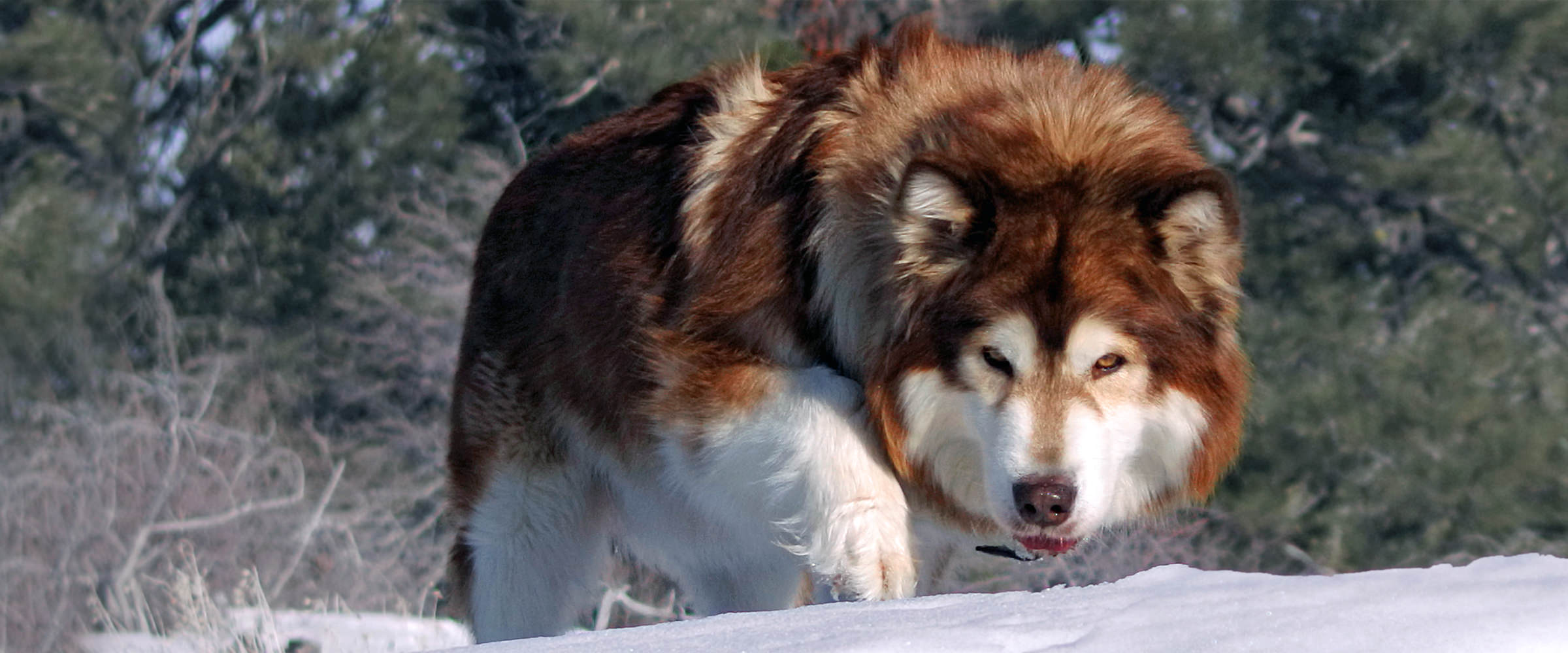 Snowlion world-renowned for beautiful red alaskan malamutes