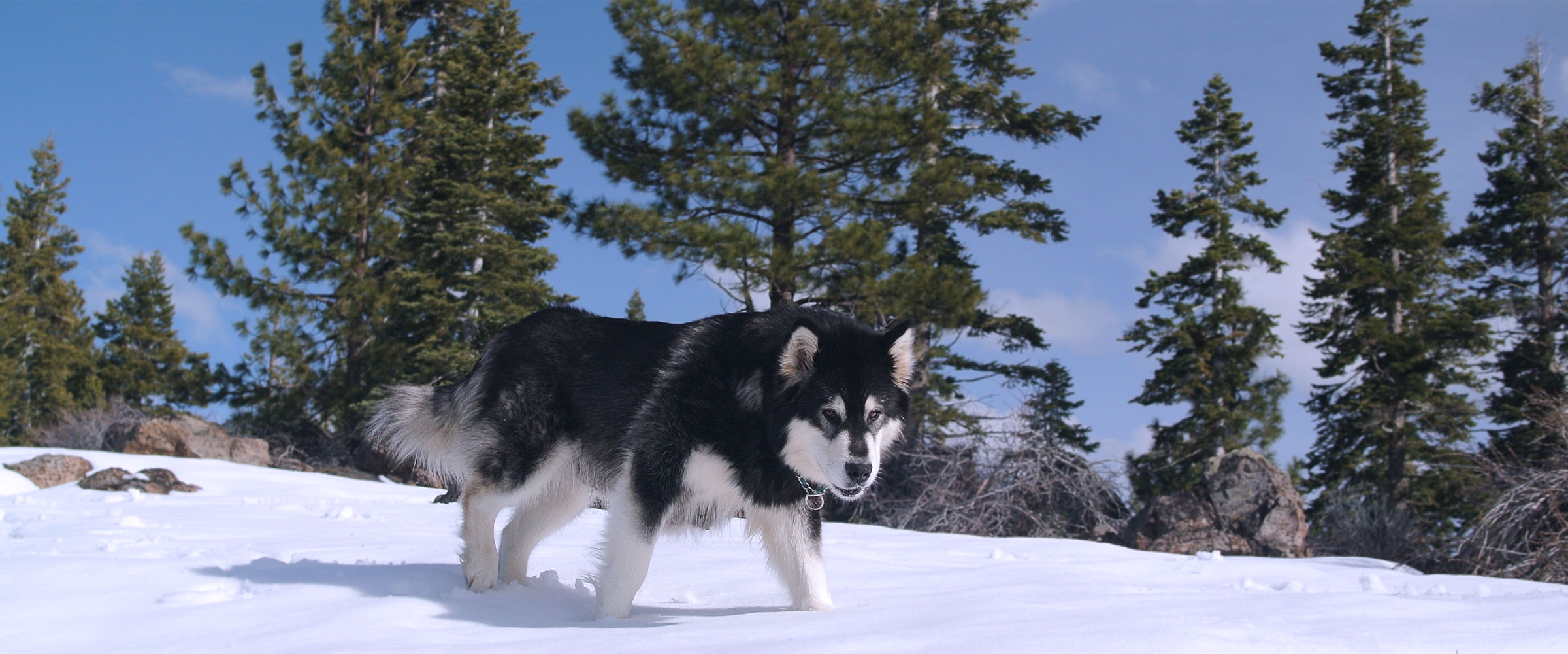 Caring breeder of purebred Alaskan Malamutes from Champion & working-titled sled dogs