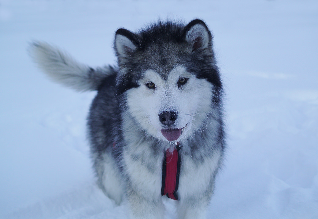 Snowlion Alaskan Malamute Team Dogs | Malamute Sled Dogs | Top Alaskan ...