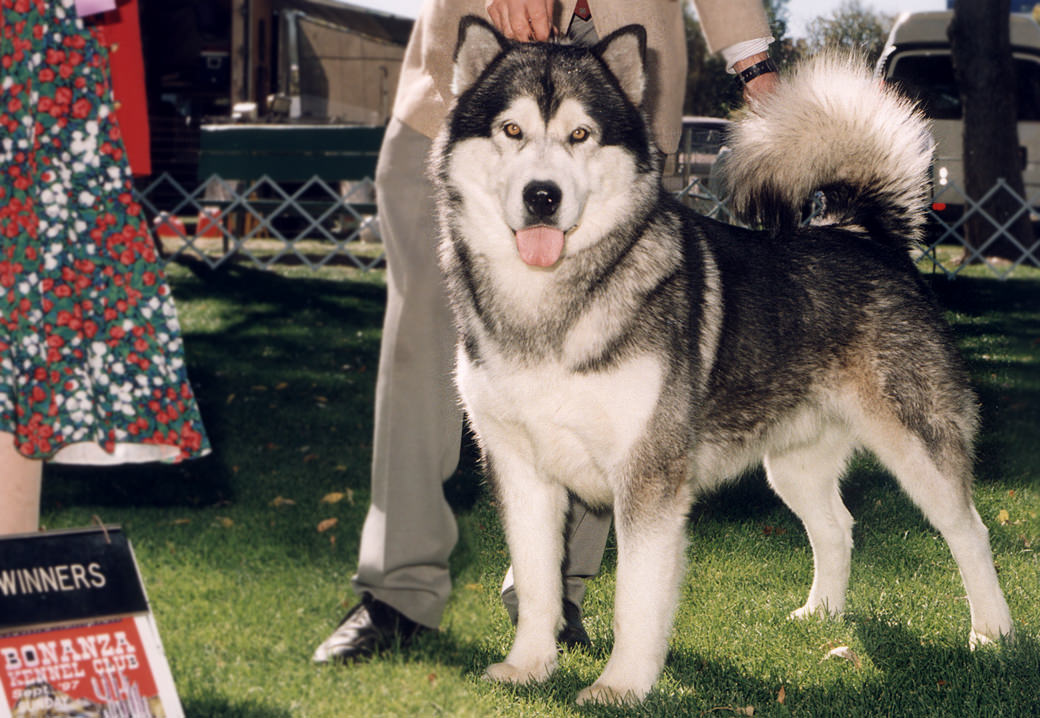 Snowlion Alaskan Malamutes Puppies from Champion Stud Dogs