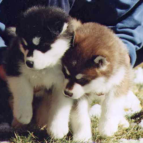 Snowlion Alaskan Malamute Puppies AKC Reg-Litter News Winter 2024-25