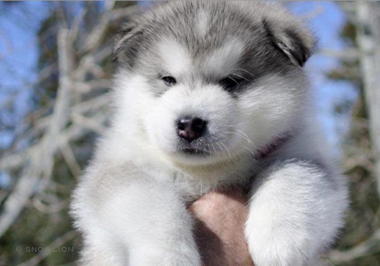 Alaskan Malamute Puppies For Sale | Snowlion Malamutes | California ...