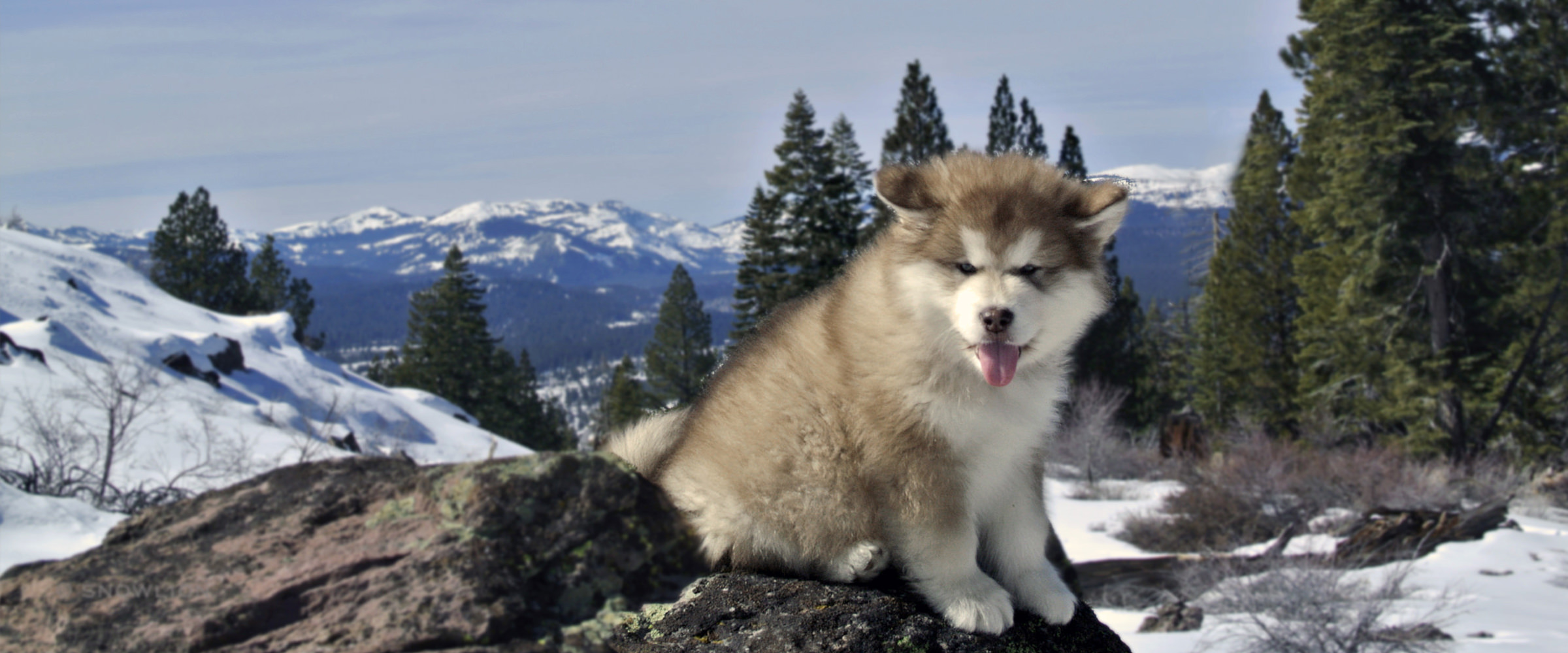 red & white alaskan malamute puppy, well-bred family pet from Snowlion Kennels