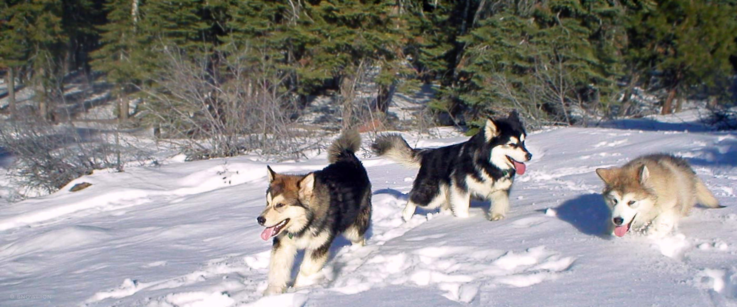 3 alaskan malamute puppies playing at Snowlion Kennels
