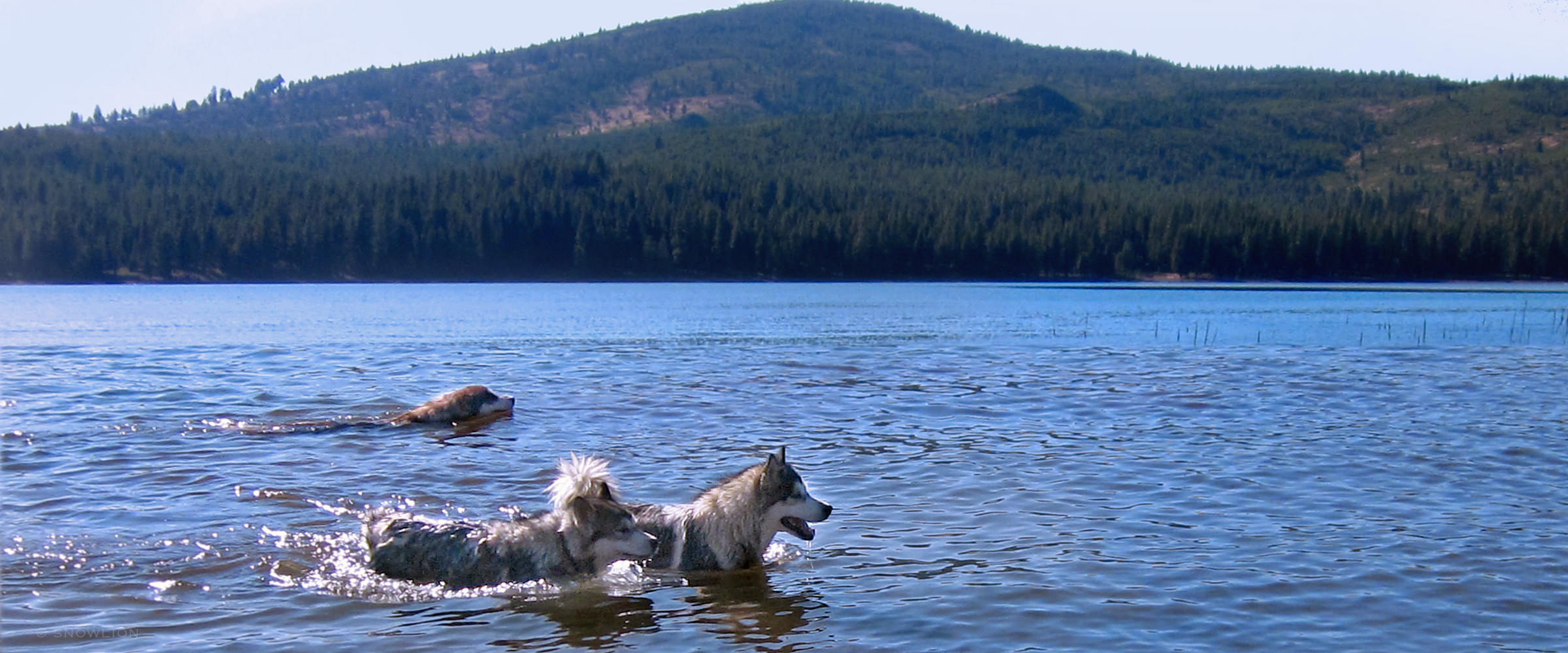 3 alaskan malamutes swimming, well-bred family companions from Snowlion Kennels