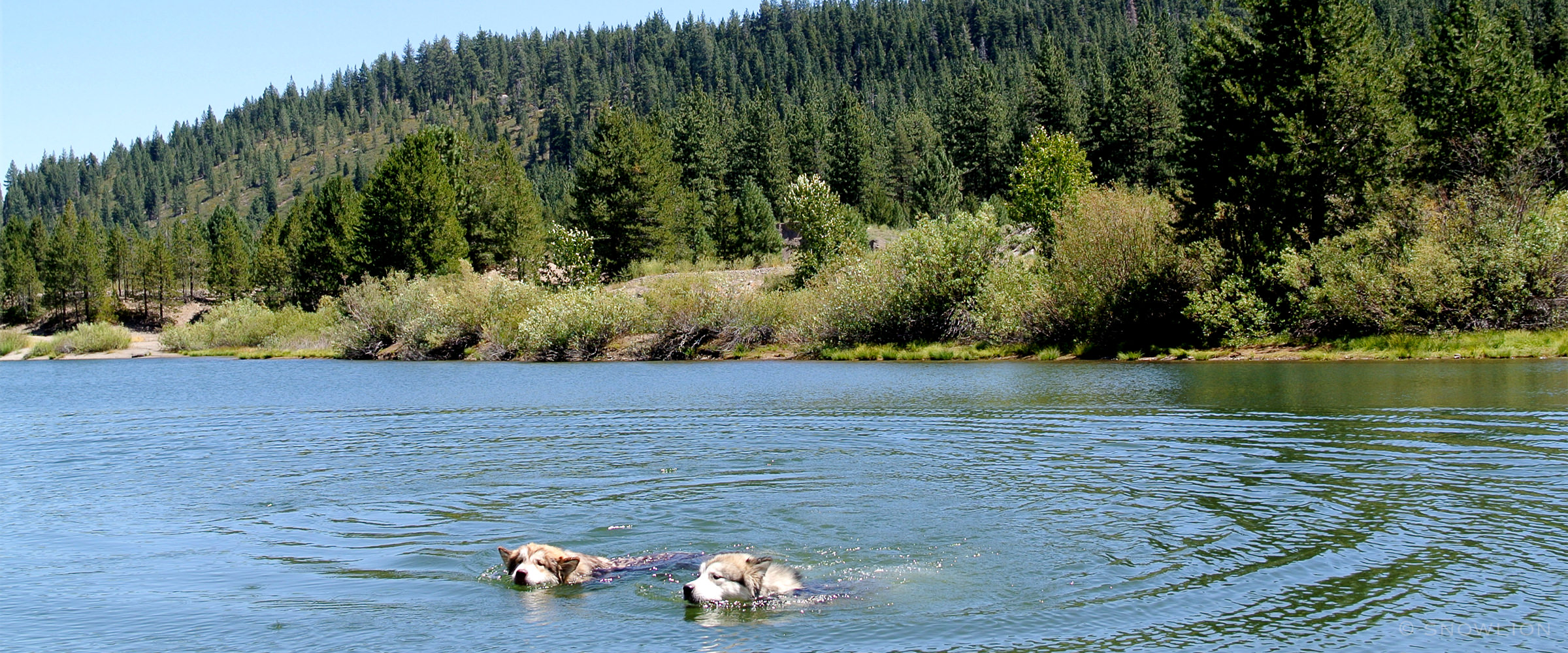 2 alaskan malamute puppies swimming at Snowlion Kennels