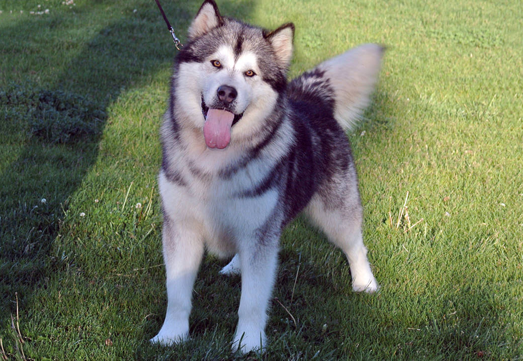 Snowlion Alaskan Malamutes, Preservation Breeders in California using ...