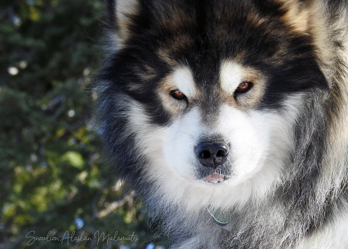 Alaskan Malamute Puppies For Sale 